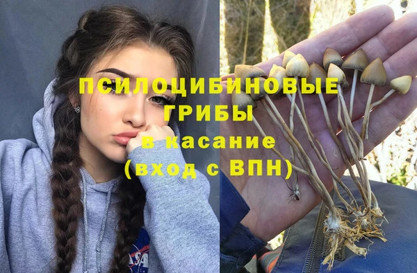 индика Дмитров